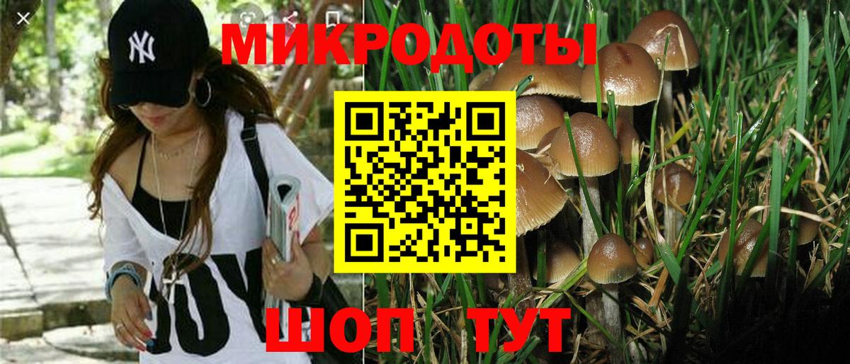 Галлюциногенные грибы Psilocybe Анжеро-Судженск